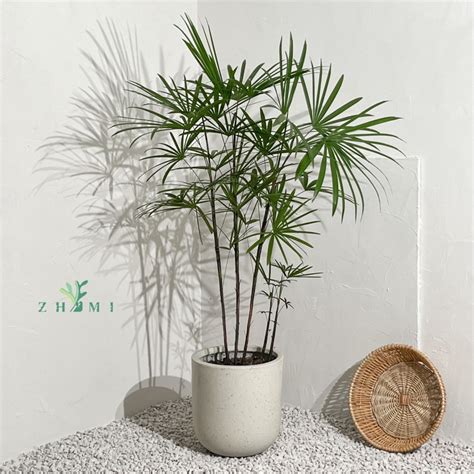 日本棕竹|(PDF) ARECACEAE 棕櫚